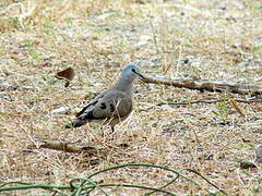 Black-billed Wood Dove