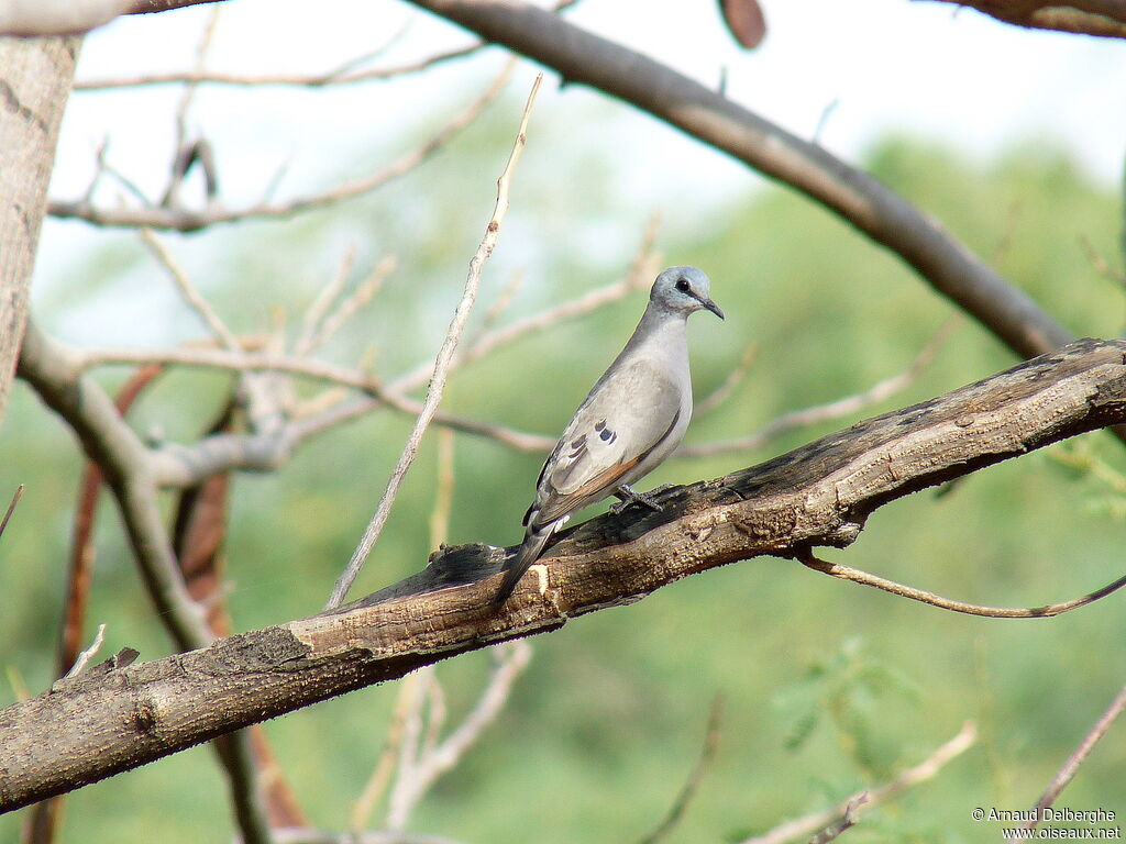 Black-billed Wood Dove