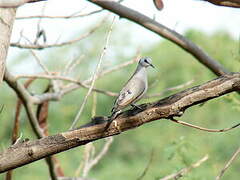 Black-billed Wood Dove