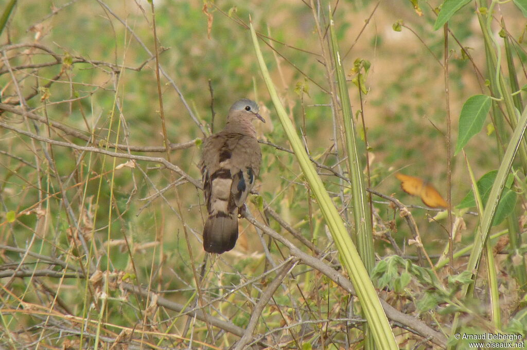 Emerald-spotted Wood Dove