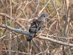 Emerald-spotted Wood Dove