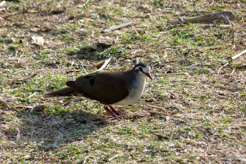 Tambourine Dove