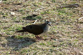 Tambourine Dove