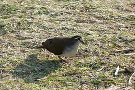 Tambourine Dove