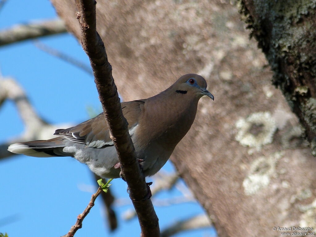 White-winged Dove