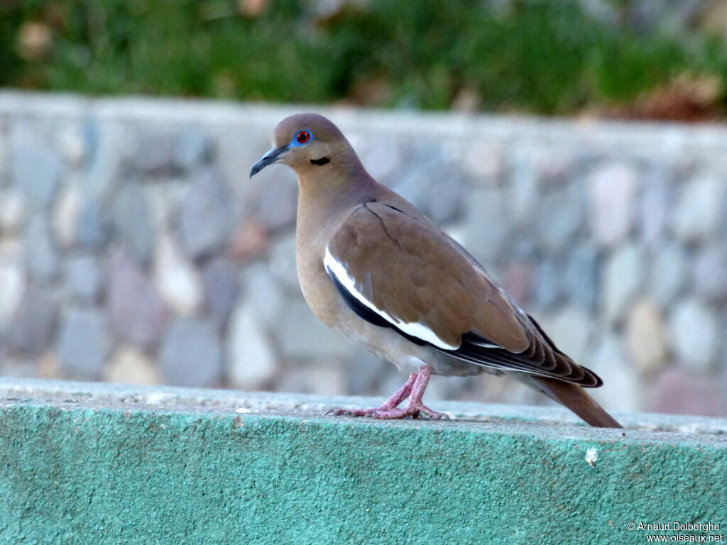 White-winged Dove