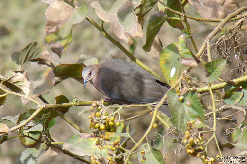 Red-eyed Dove