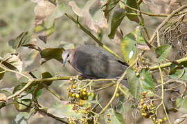 Red-eyed Dove