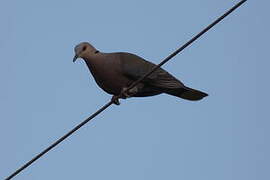 Red-eyed Dove