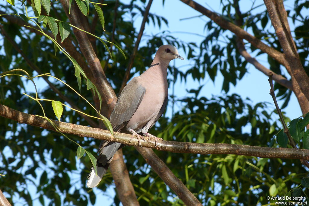 Red-eyed Dove