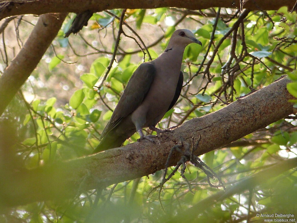 Red-eyed Dove