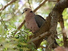 Red-eyed Dove