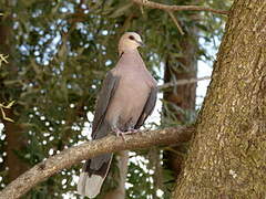 Red-eyed Dove