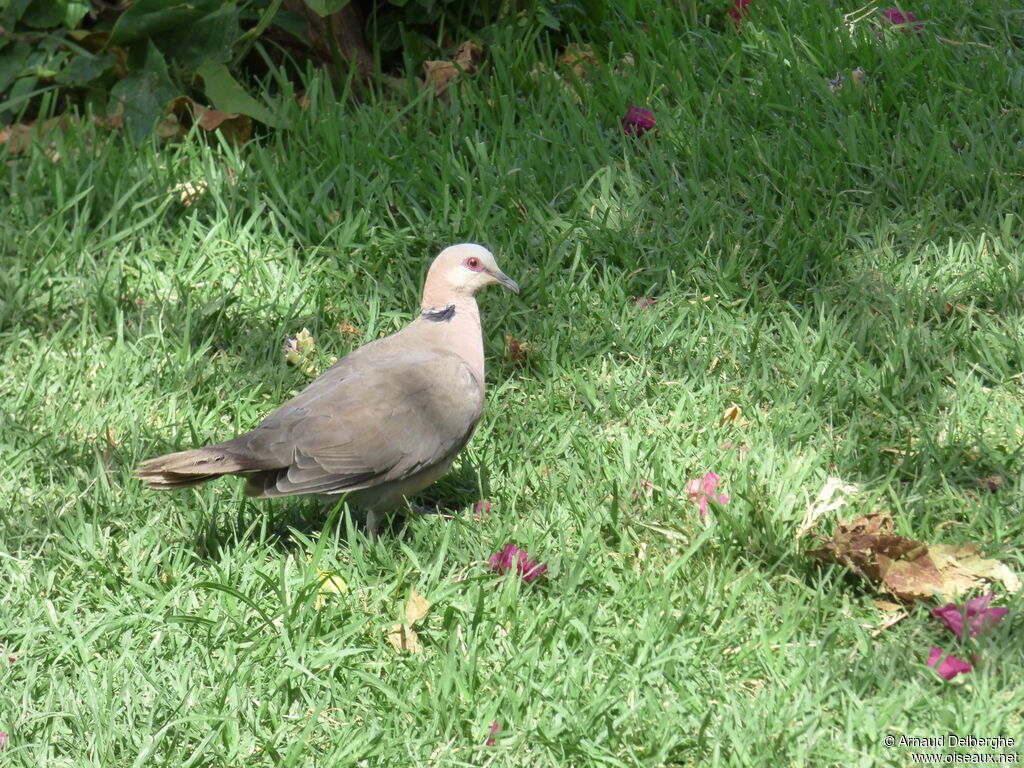 Red-eyed Dove