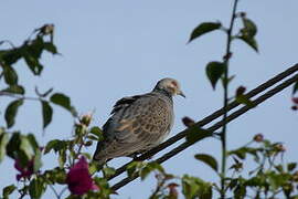 Dusky Turtle Dove