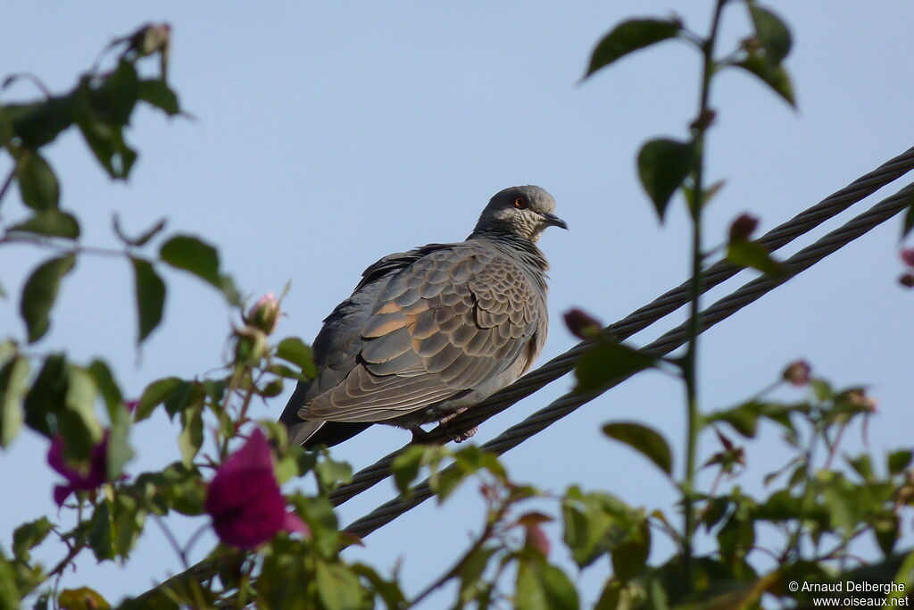 Dusky Turtle Dove