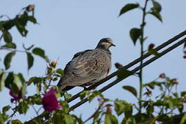 Dusky Turtle Dove