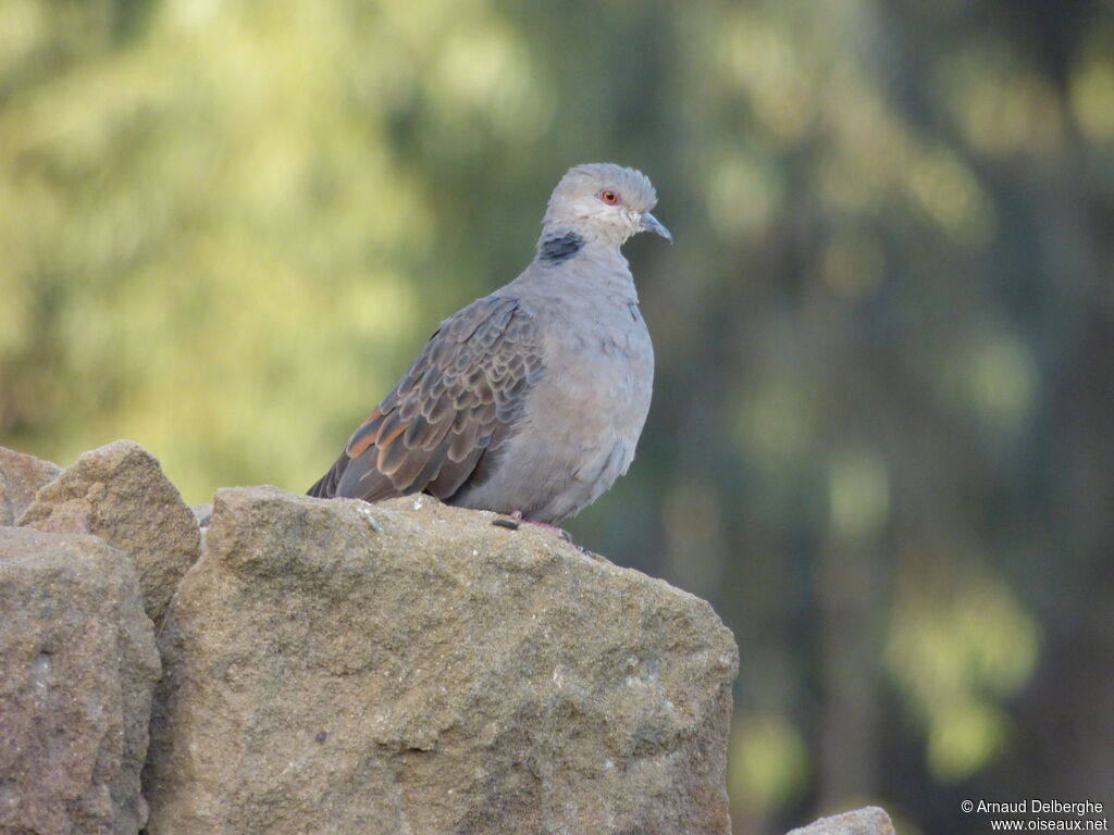 Dusky Turtle Dove