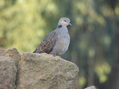 Dusky Turtle Dove