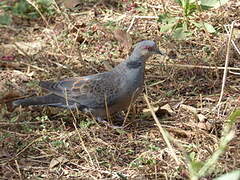 Dusky Turtle Dove