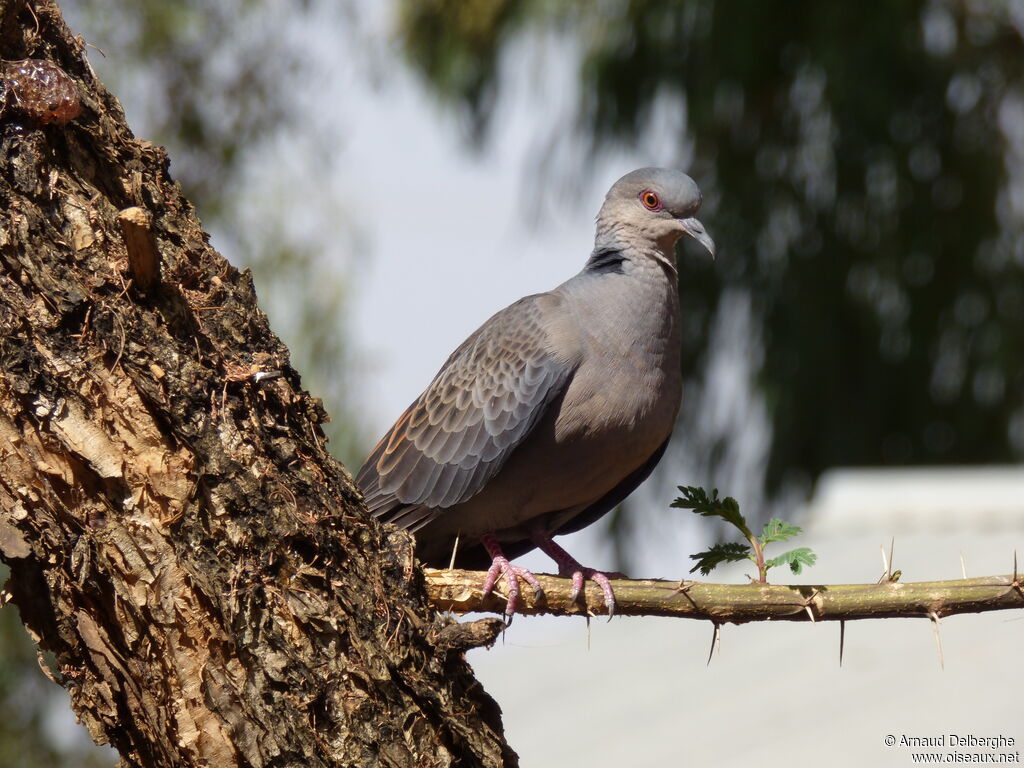 Dusky Turtle Dove