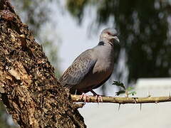 Dusky Turtle Dove