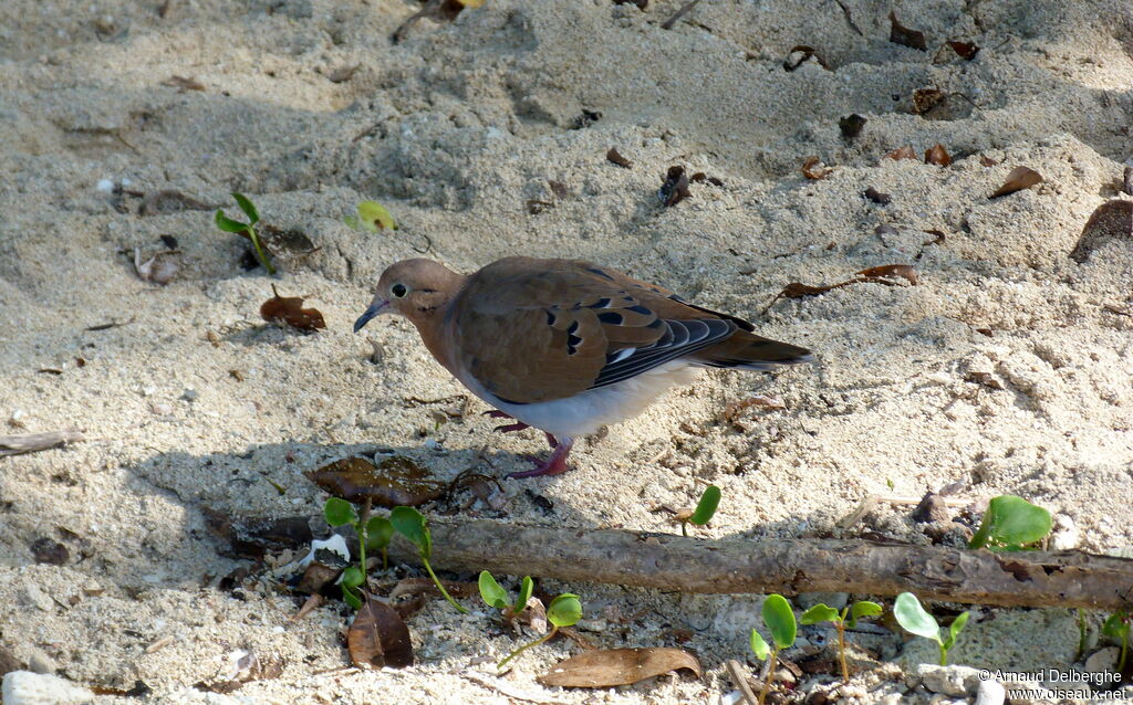 Zenaida Dove