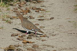 Zenaida Dove