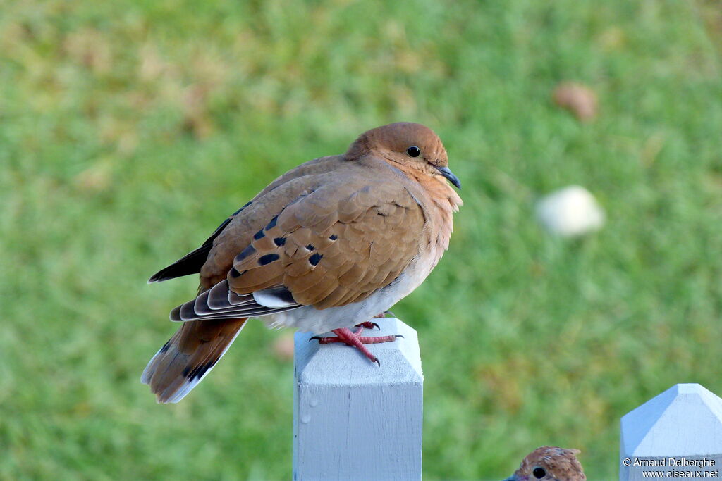 Zenaida Dove