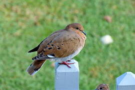 Zenaida Dove