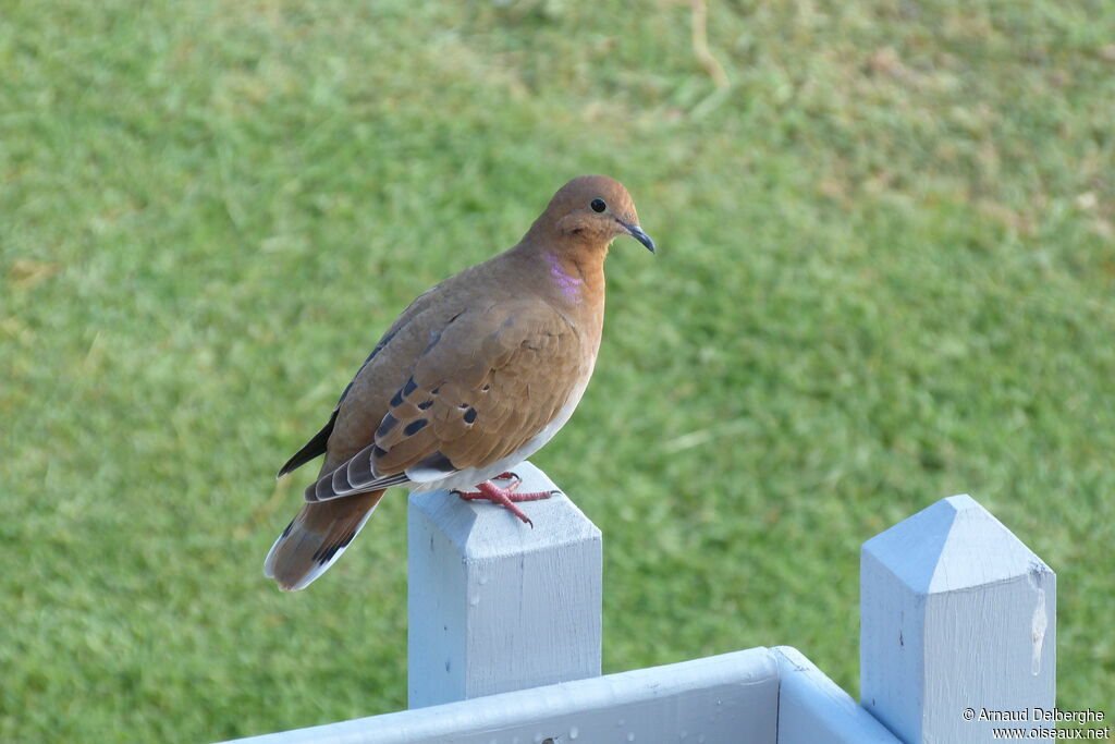 Zenaida Dove