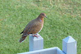 Zenaida Dove