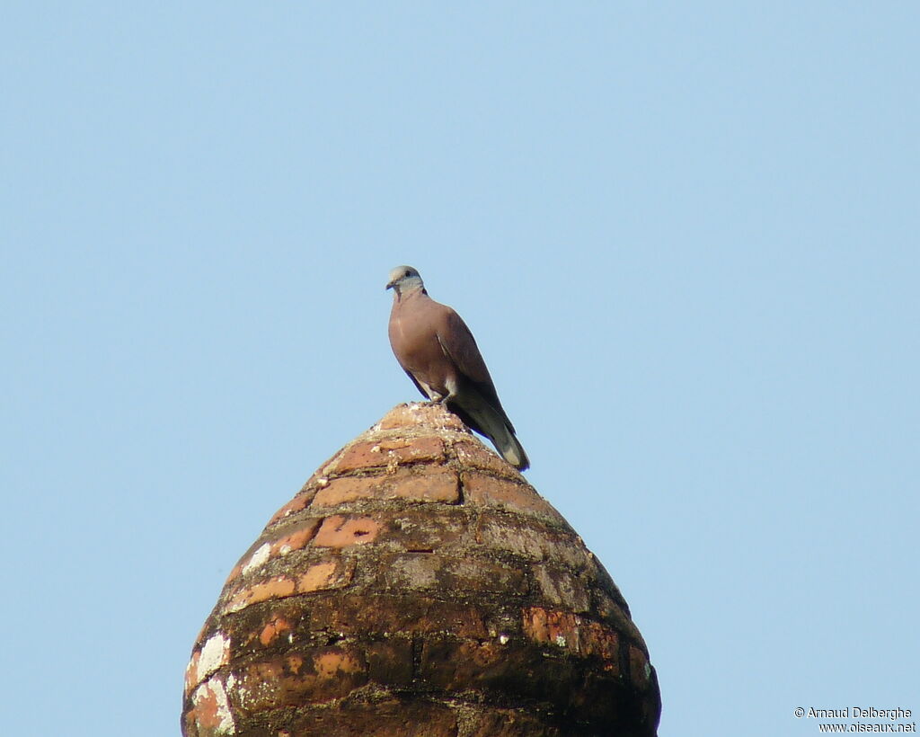 Red Turtle Dove