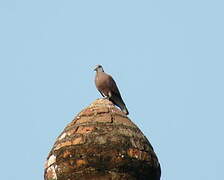 Red Collared Dove