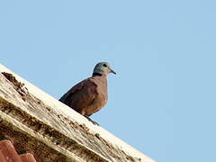 Red Collared Dove