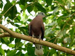 Red Collared Dove