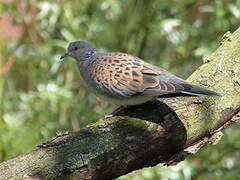 European Turtle Dove