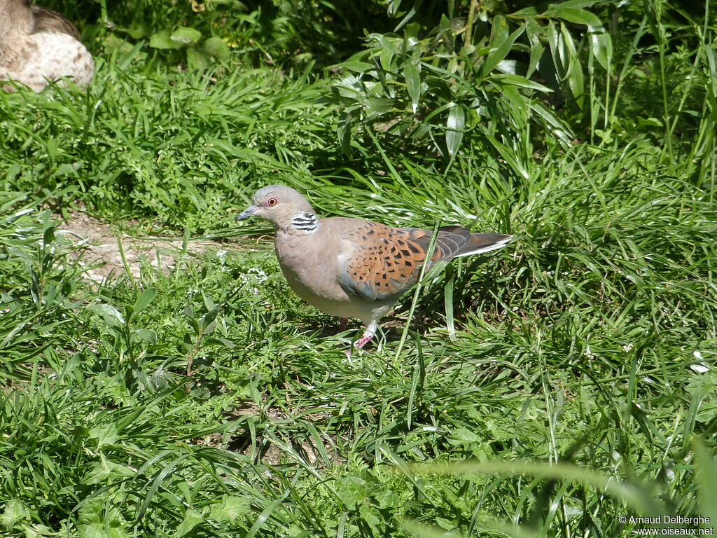 European Turtle Dove