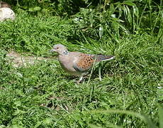 European Turtle Dove