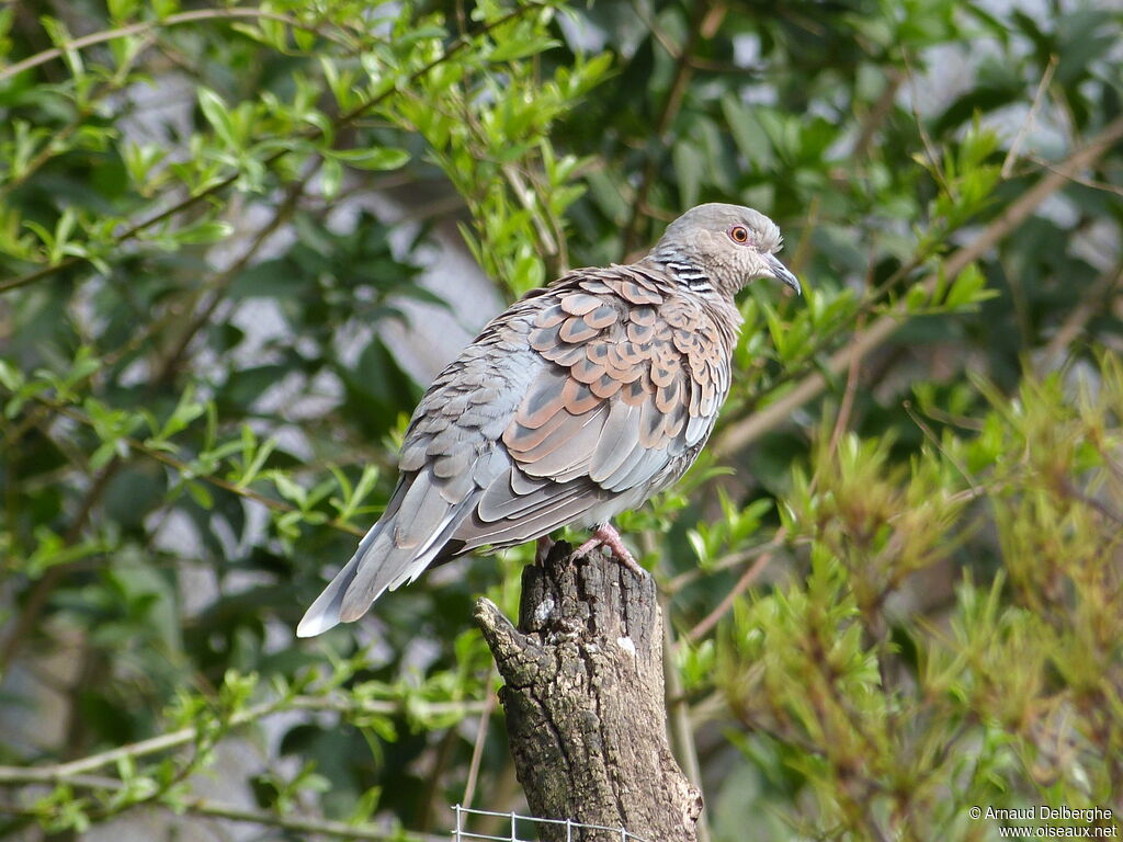 European Turtle Dove