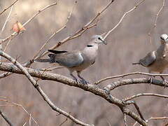 Ring-necked Dove