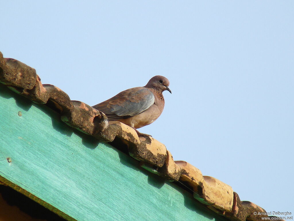 Laughing Dove