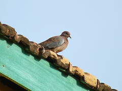 Laughing Dove