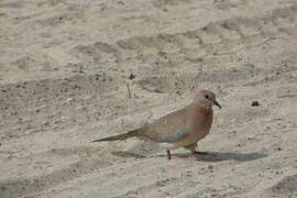 Laughing Dove