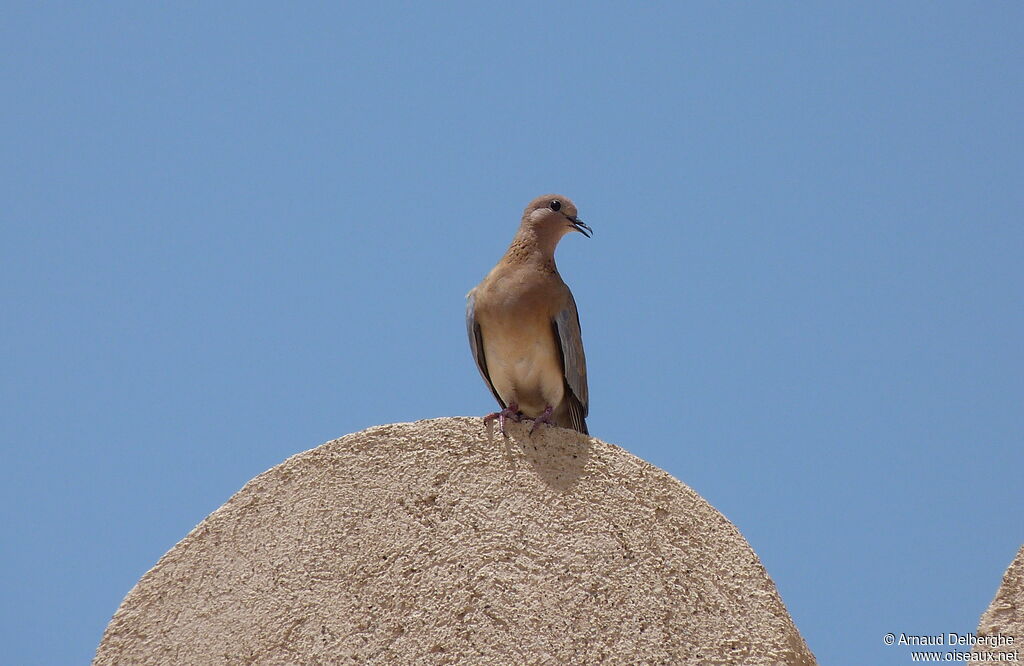 Laughing Dove