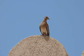 Laughing Dove