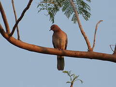 Laughing Dove