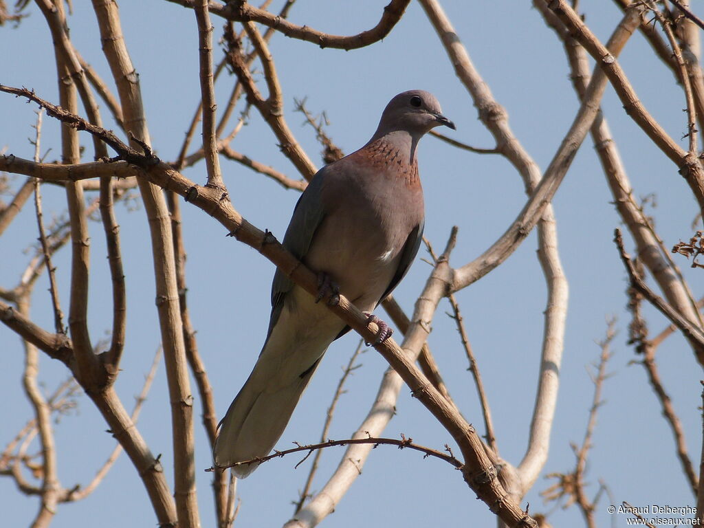 Laughing Dove