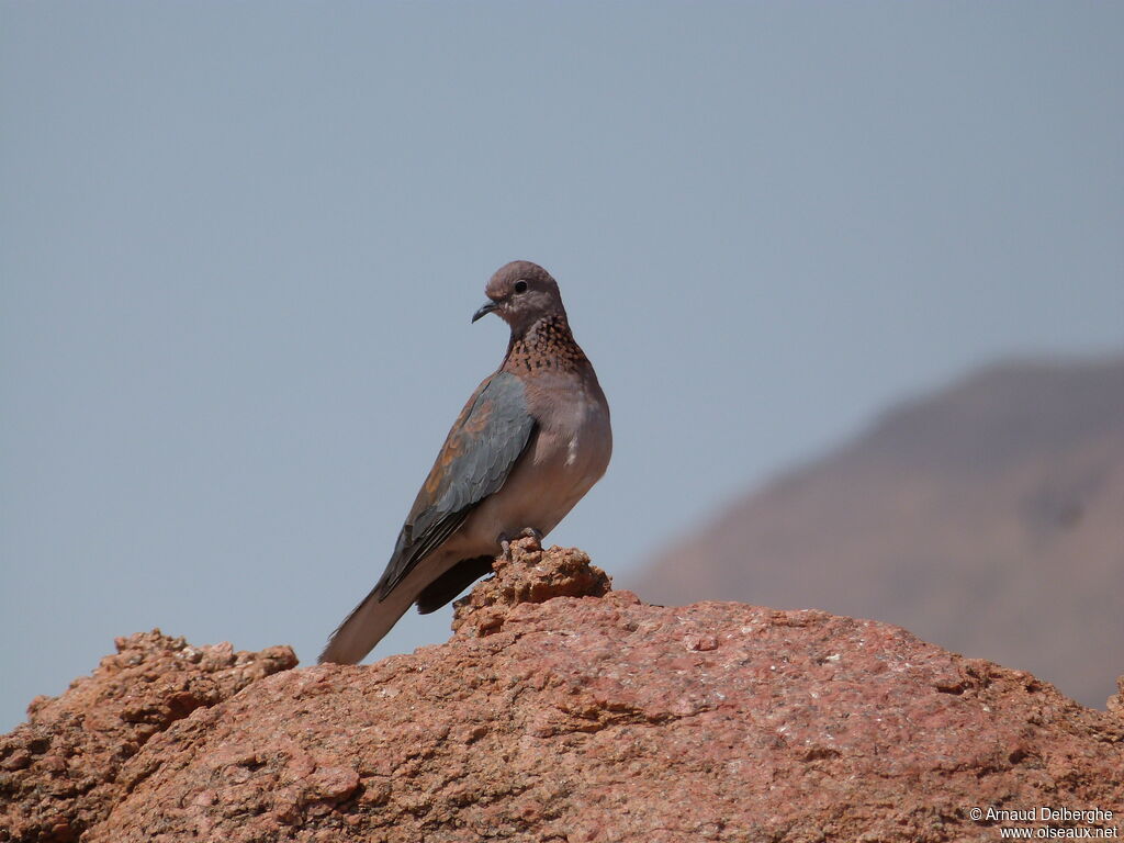 Laughing Dove