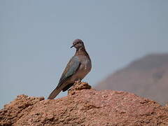 Laughing Dove